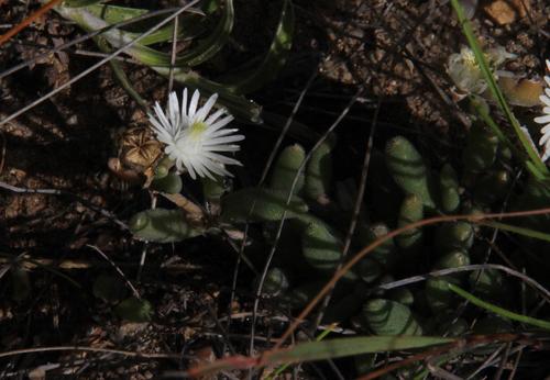Delosperma lootsbergense (Delosperma lootsbergense)