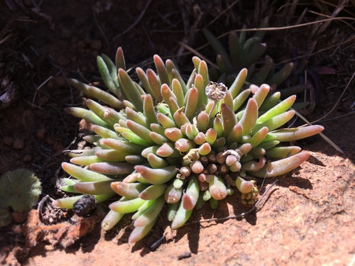 Delosperma lootsbergense (Delosperma lootsbergense)