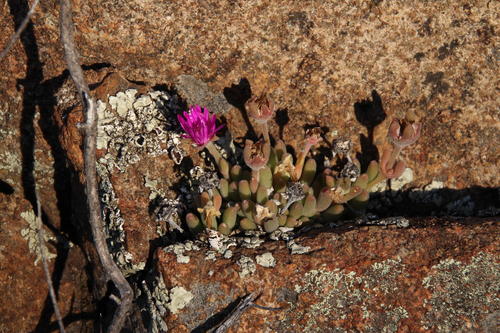 Delosperma lootsbergense (Delosperma lootsbergense)