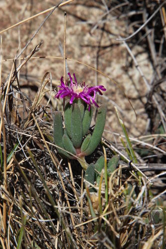 Delosperma lootsbergense (Delosperma lootsbergense)