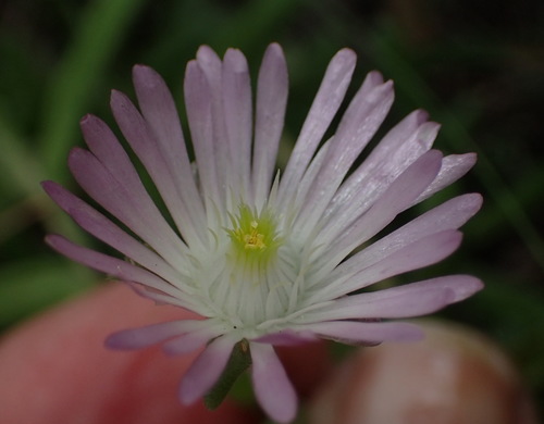 Delosperma lootsbergense (Delosperma lootsbergense)