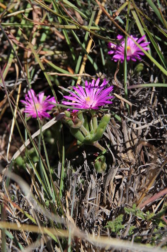 Delosperma lootsbergense (Delosperma lootsbergense)