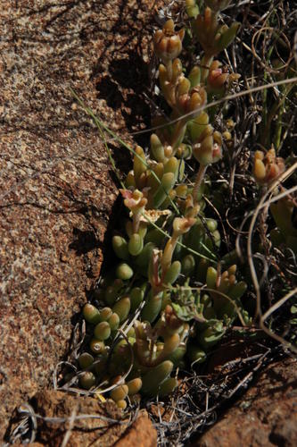 Delosperma lootsbergense (Delosperma lootsbergense)
