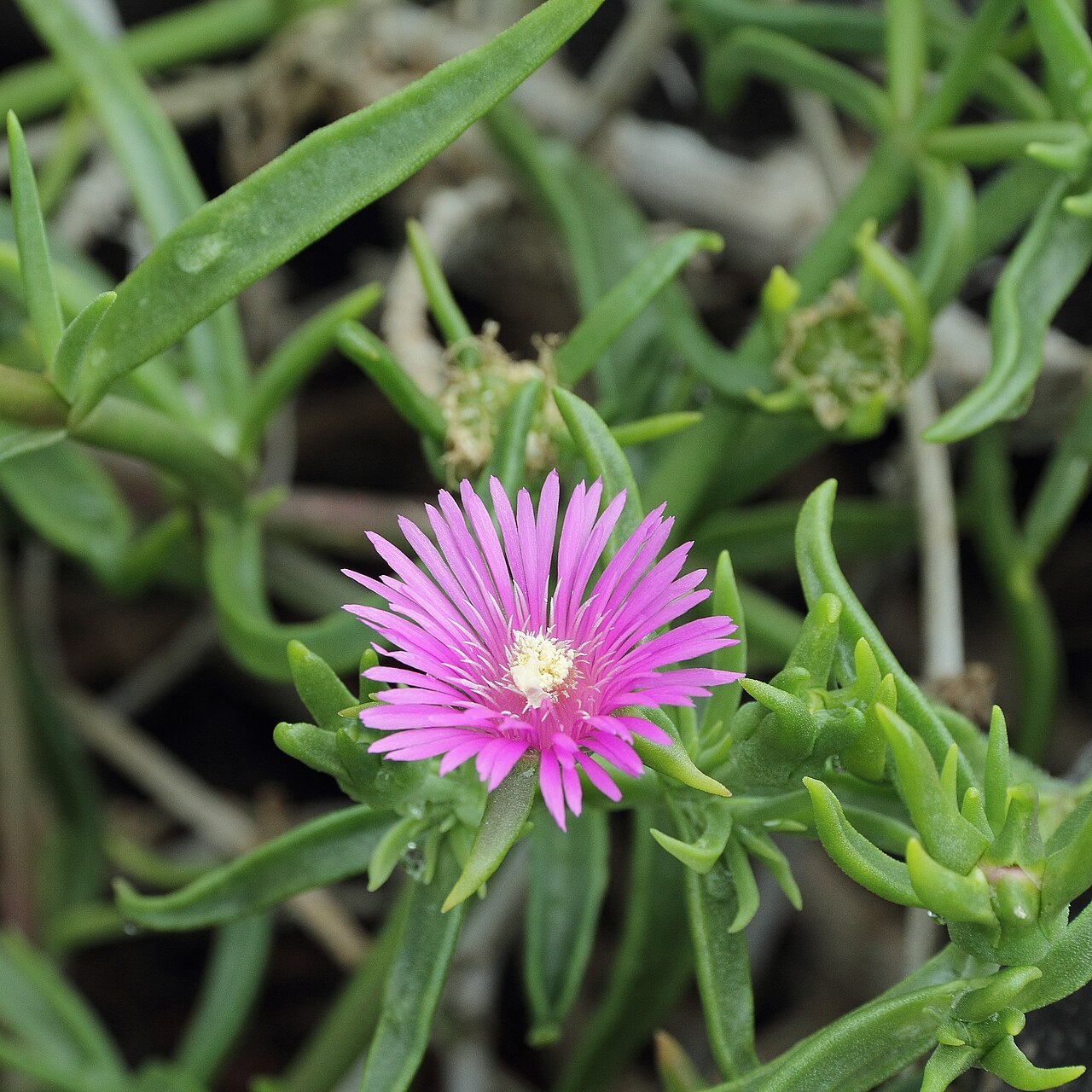 Delosperma lydenburgense: Delosperma lydenburgense i Bergianska trädgården .