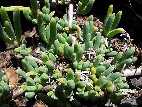 Delosperma lydenburgense: Delosperma lydenburgense