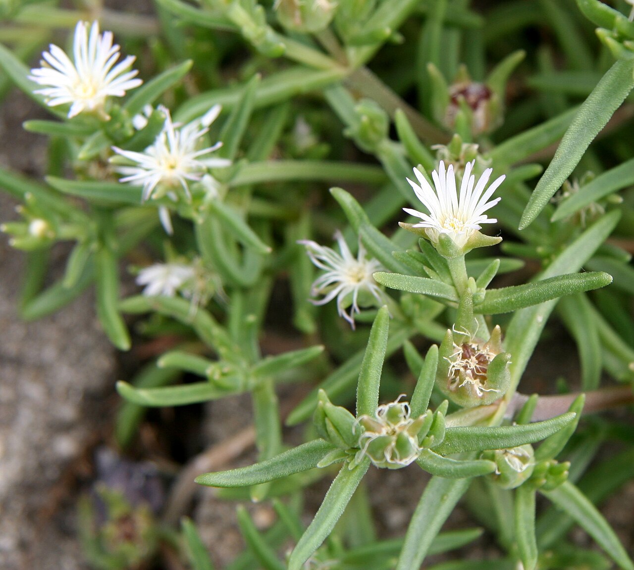 Delosperma mahonii: Delosperma mahonii im Botanischen Garten Dresden