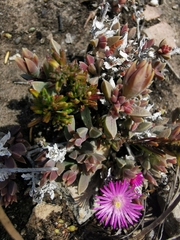Delosperma mariae (Delosperma mariae)