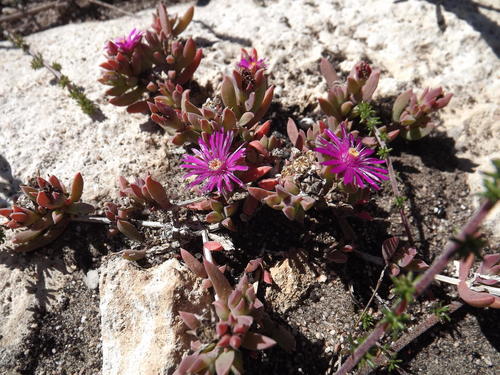 Delosperma mariae (Delosperma mariae)
