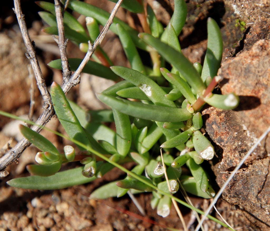 Delosperma monanthemum (Delosperma monanthemum)
