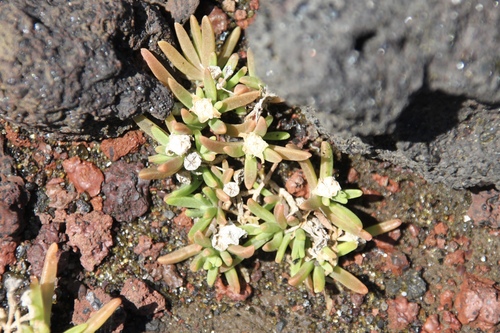 Delosperma napiforme (Delosperma napiforme)