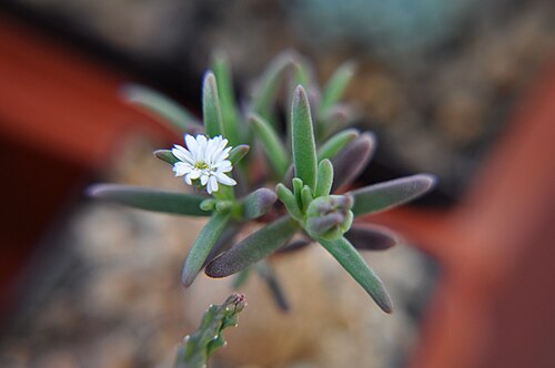 Delosperma napiforme: Delosperma napiforme ex. Juliano Ruivo white flower native to the Reunion Islands