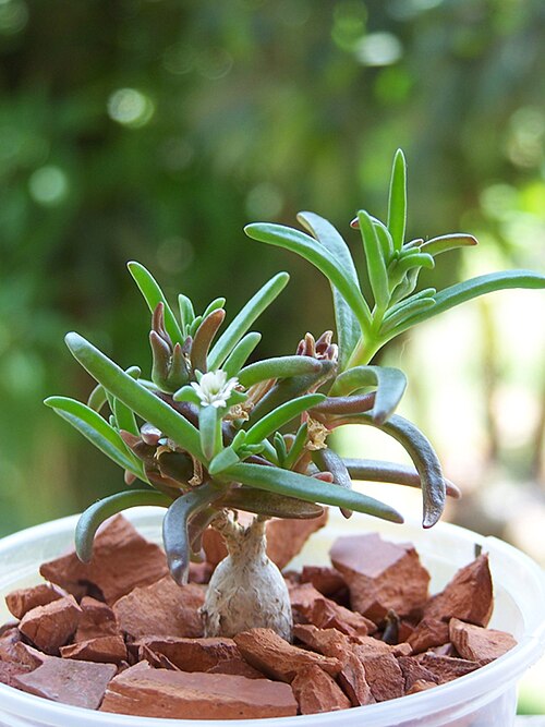 Delosperma napiforme: Delosperma napiforme