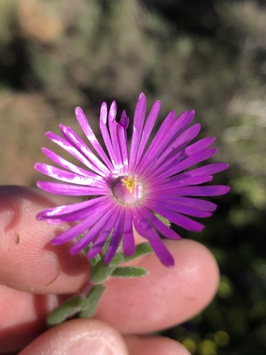 Delosperma neethlingiae (Delosperma neethlingiae)