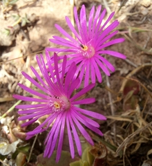 Delosperma neethlingiae (Delosperma neethlingiae)