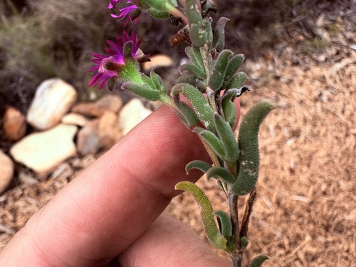 Delosperma neethlingiae (Delosperma neethlingiae)