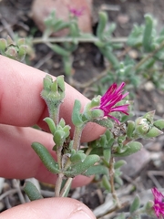 Delosperma neethlingiae (Delosperma neethlingiae)