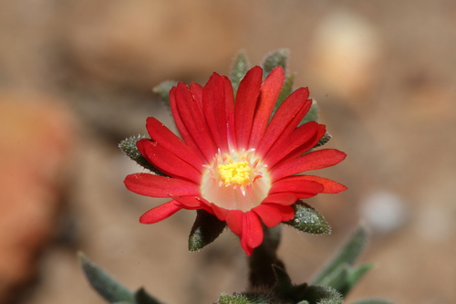 Delosperma neethlingiae (Delosperma neethlingiae)