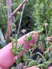 Delosperma neethlingiae (Delosperma neethlingiae)