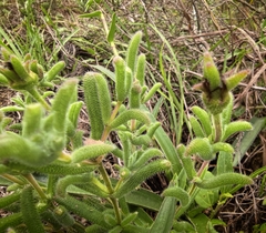 Delosperma neethlingiae (Delosperma neethlingiae)