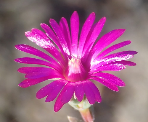Delosperma neethlingiae (Delosperma neethlingiae)