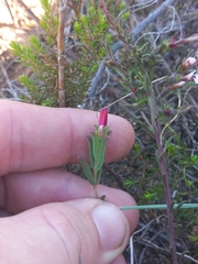 Delosperma neethlingiae (Delosperma neethlingiae)