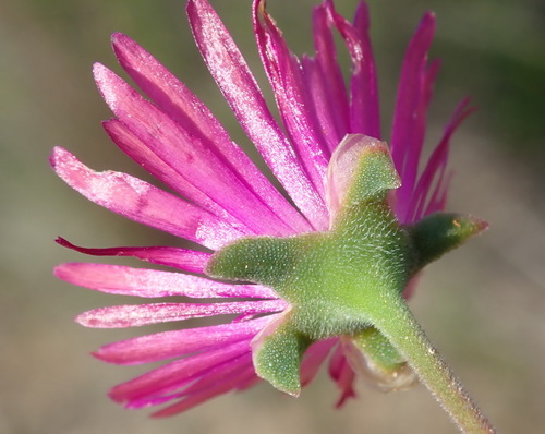 Delosperma neethlingiae (Delosperma neethlingiae)