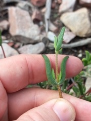 Delosperma neethlingiae (Delosperma neethlingiae)