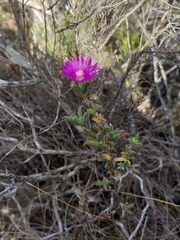 Delosperma neethlingiae (Delosperma neethlingiae)