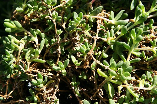 Delosperma nubigenum: Location taken: Merrifield Garden Center, Fairfax VA USA. Names: Delosperma nubigenum (Schltr.) L.Bolus, Hardy Ice Plan Classification: Plantae > Magnoliophyta