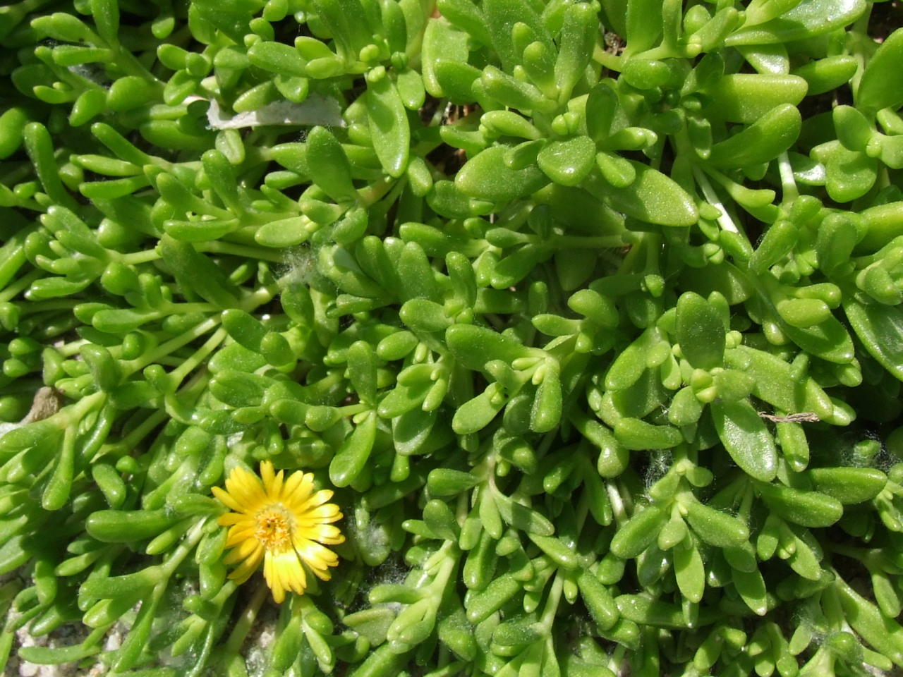 Delosperma nubigenum: Delosperma nubigenum