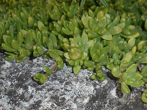 Delosperma nubigenum: Delosperma nubigenum , Ogród Botaniczny Uniwersytetu Jagiellońskiego w Krakowie.