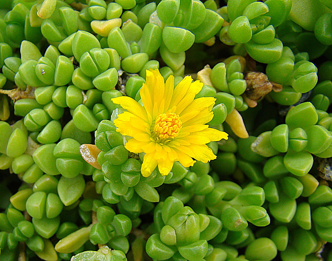 Delosperma nubigenum: Native to southeastern Africa, but widely planted and naturalized as the Hardy Yellow Iceplant. University of B.C. Gardens, Vancouver.