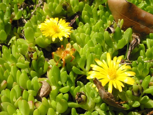 Delosperma nubigenum: Delosperma nubigenum , Jardin alpin, fr:Jardin des Plantes de Paris
