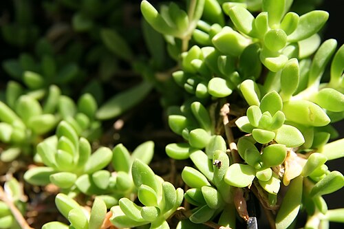 Delosperma nubigenum: Location taken: Merrifield Garden Center, Fairfax VA USA. Names: Delosperma nubigenum (Schltr.) L.Bolus, Hardy Ice Plan Classification: Plantae > Magnoliophyta