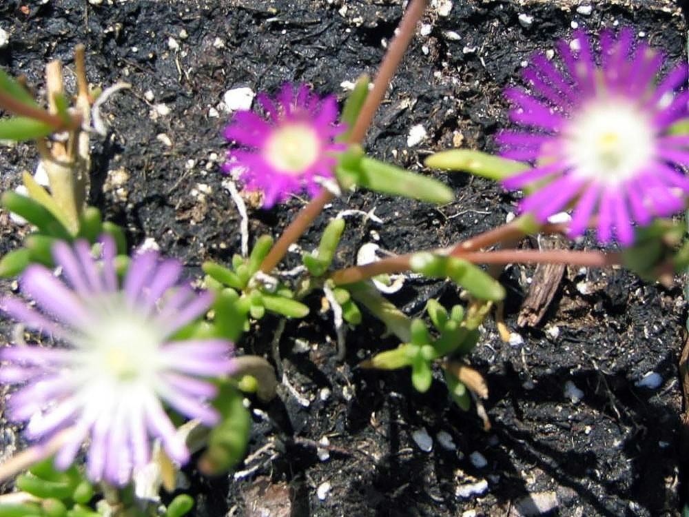 Delosperma nubigenum: Location taken: <a href=" http://www.behnkes.com " target="_blank">Behnke Nurseries</a>, Potomac MD USA. Names: Delosperma nubigenum (Schltr.) L. Bolus , Basuto