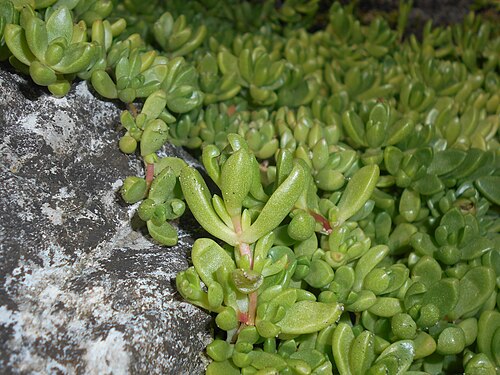 Delosperma nubigenum: Delosperma nubigenum , Ogród Botaniczny Uniwersytetu Jagiellońskiego w Krakowie.