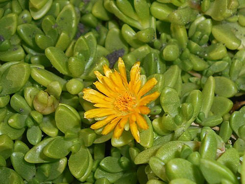 Delosperma nubigenum: Delosperma nubigenum , Ogród Botaniczny Uniwersytetu Jagiellońskiego w Krakowie.