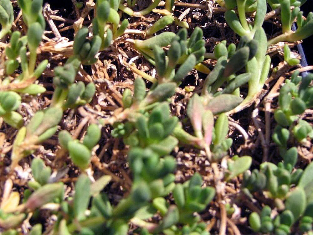 Delosperma nubigenum: Location taken: <a href=" http://www.behnkes.com " target="_blank">Behnke Nurseries</a>, Potomac MD USA. Names: Delosperma nubigenum (Schltr.) L. Bolus , Basuto