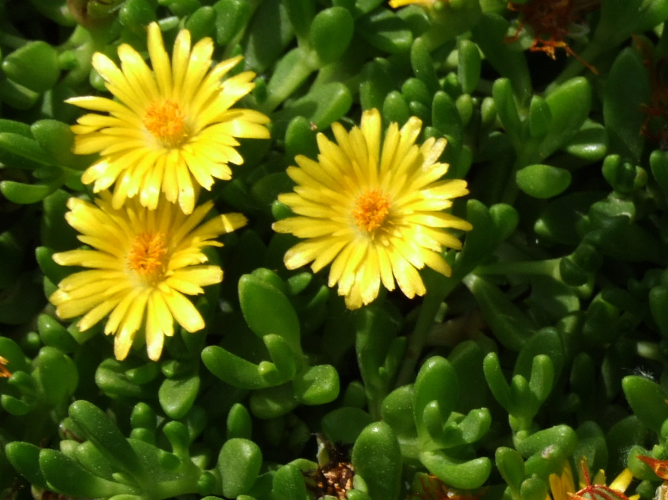 Delosperma nubigenum: Delosperma nubigenum