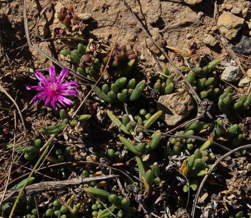 Delosperma obtusum (Delosperma obtusum)