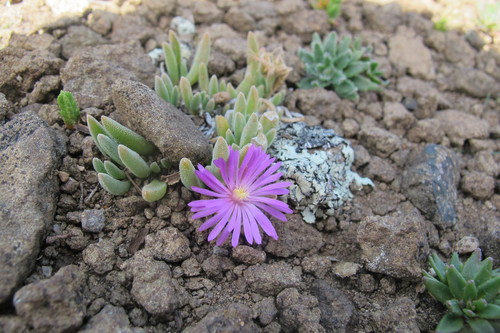 Delosperma obtusum (Delosperma obtusum)