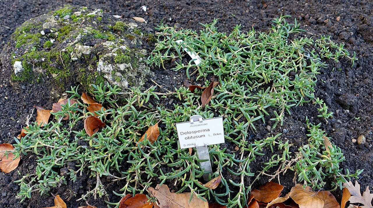 Delosperma obtusum: Botanical specimen in the Botanischer Garten Braunschweig - Braunschweig, Germany.