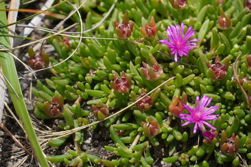 Delosperma obtusum (Delosperma obtusum)