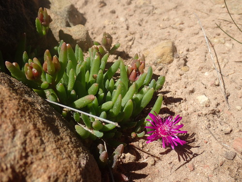 Delosperma obtusum (Delosperma obtusum)