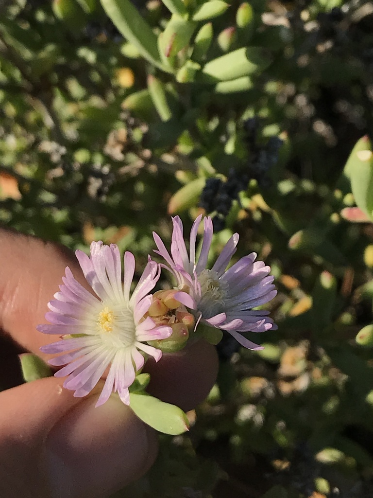 Delosperma peersii (Delosperma peersii)