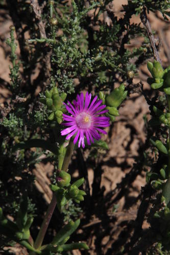 Delosperma peersii (Delosperma peersii)