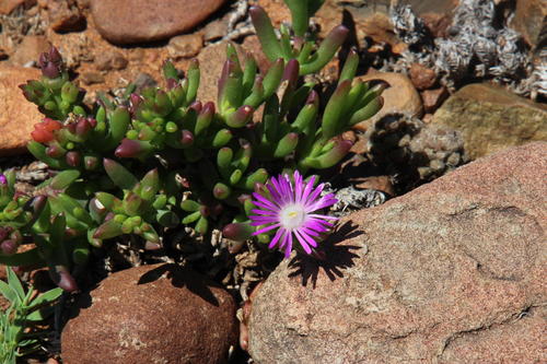 Delosperma peersii (Delosperma peersii)