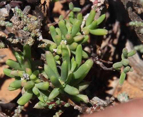Delosperma peersii (Delosperma peersii)