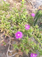 Delosperma peersii (Delosperma peersii)