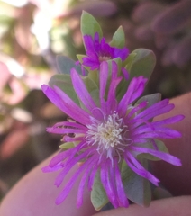 Delosperma peersii (Delosperma peersii)